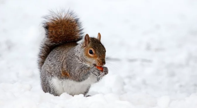 Как катериците помнят хилядите си скривалища с храна през зимата