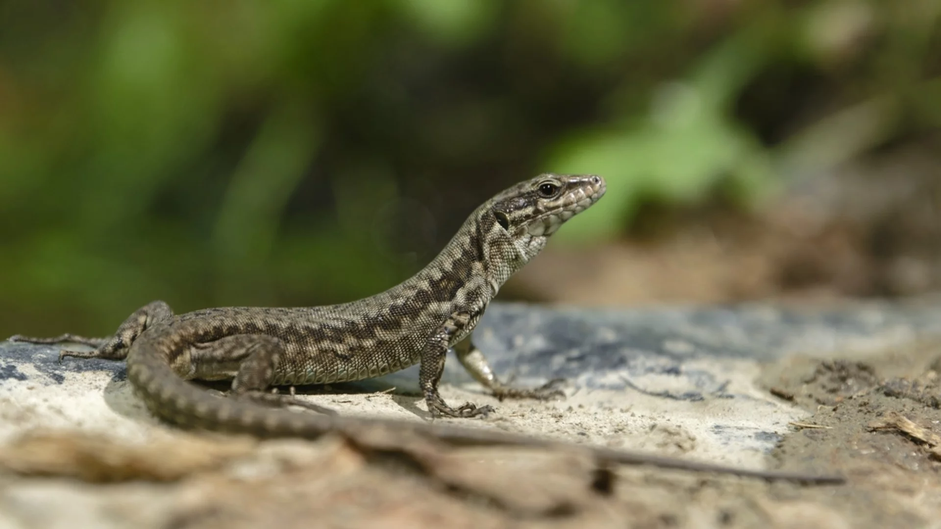 Кои животни могат да регенерират цели части от тялото си