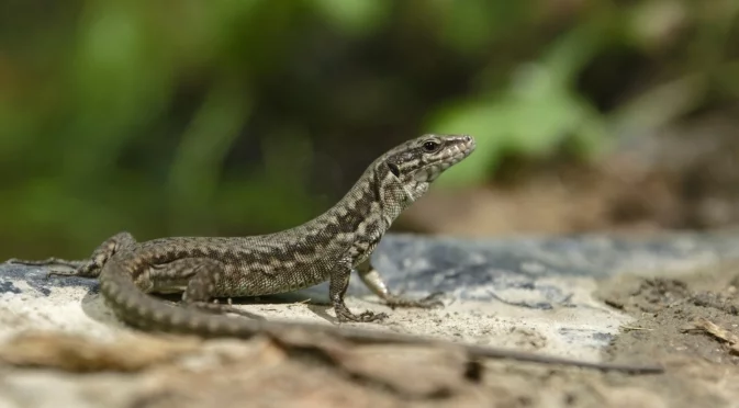 Кои животни могат да регенерират цели части от тялото си
