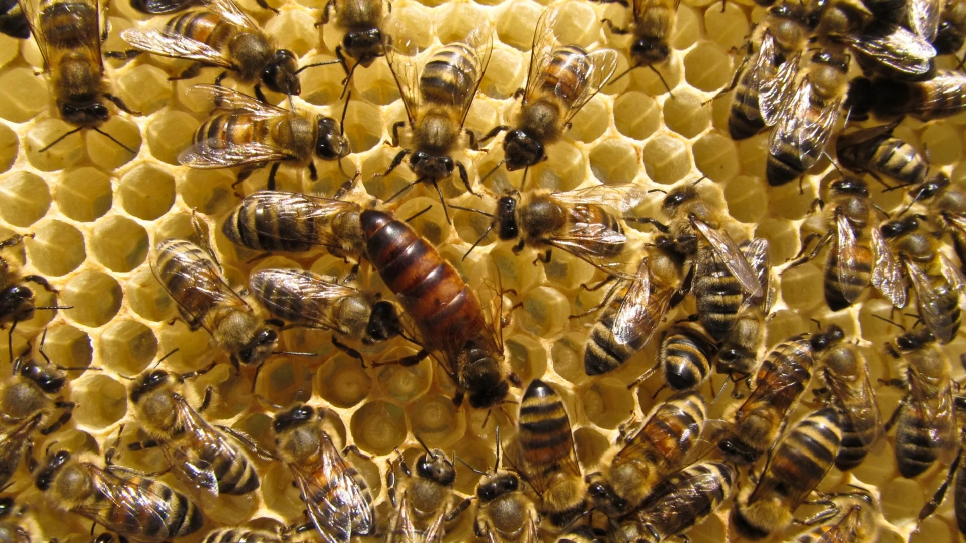 Как пчелите строят най-съвършените структури в природата