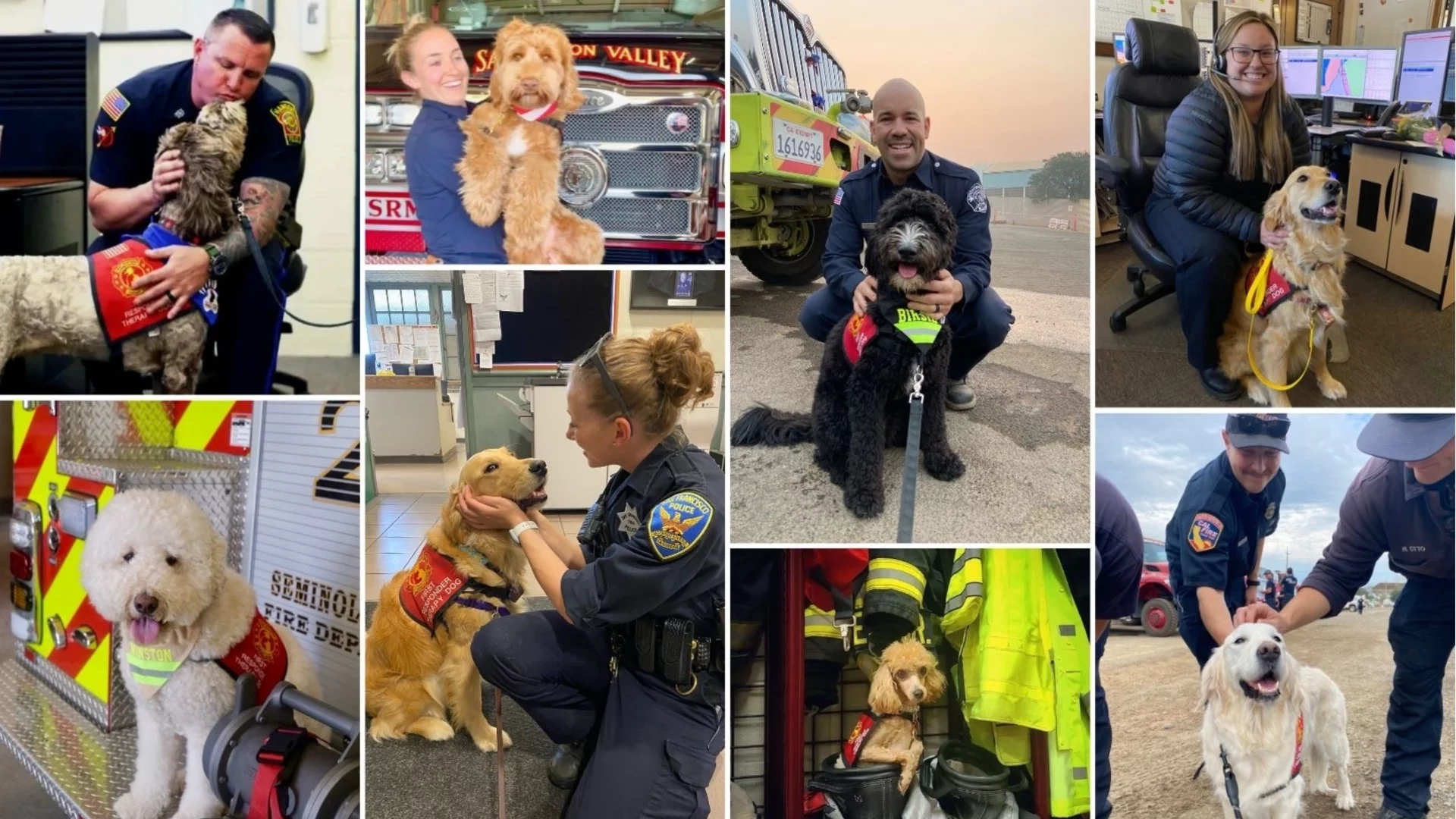 От малък пудел до нюфаундленд: Кучета терапевти в помощ на спешните екипи срещу стреса