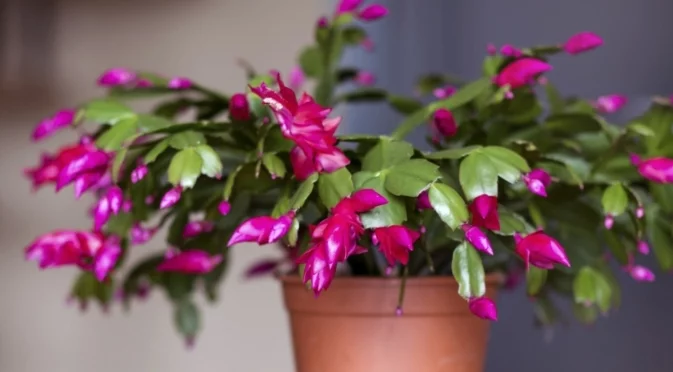 Направете това с коледния кактус през ноември, за да цъфти точно по Коледа