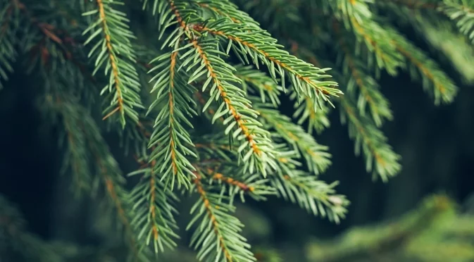 Вечнозелени растения, които можете да отгледате от собствения си двор за зашеметяваща зеленина за празниците  