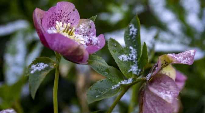 Цветя, които да засадите през декември 