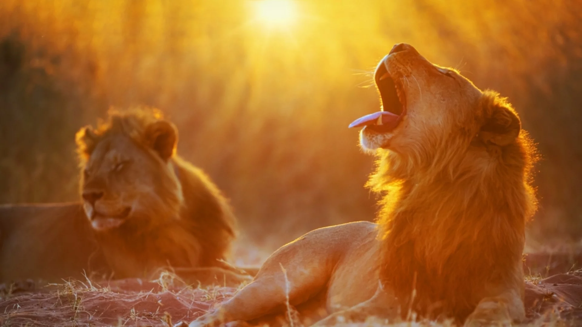 Лъвовете имат рев, за който никой не е подозирал