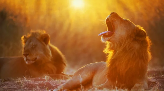 Лъвовете имат рев, за който никой не е подозирал