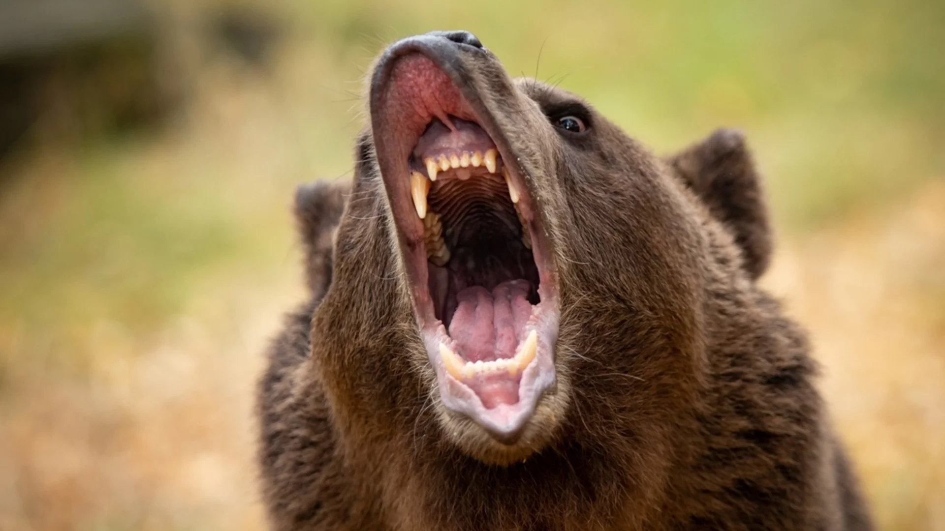 Утре Везни, Козирог + още 2 зодии ще ги гази мечката, но ще е за тяхно добро