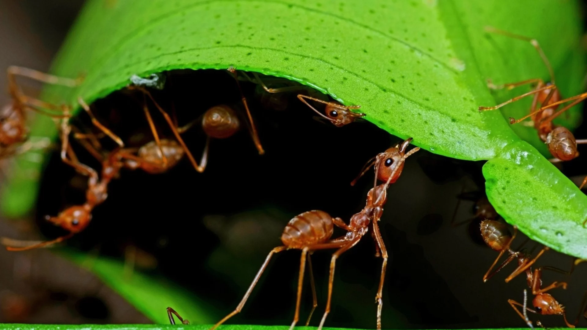 Гениален трик със сода за хляб за прогонване на мравки от лехите