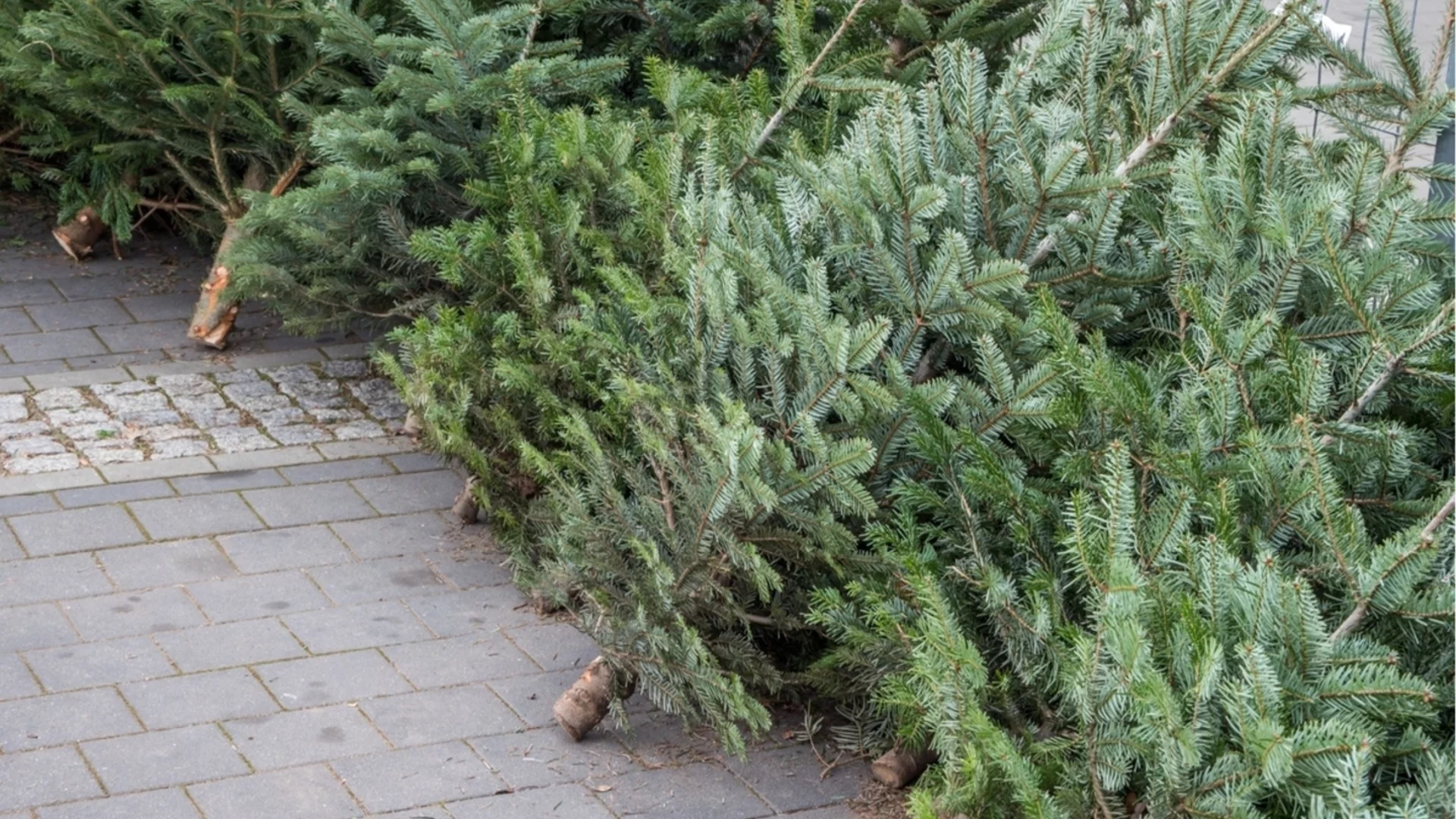 За какво трябва да внимавате, когато купувате и се грижите за жива коледна елха