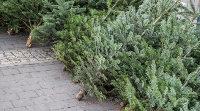 За какво трябва да внимавате, когато купувате и се грижите за жива коледна елха