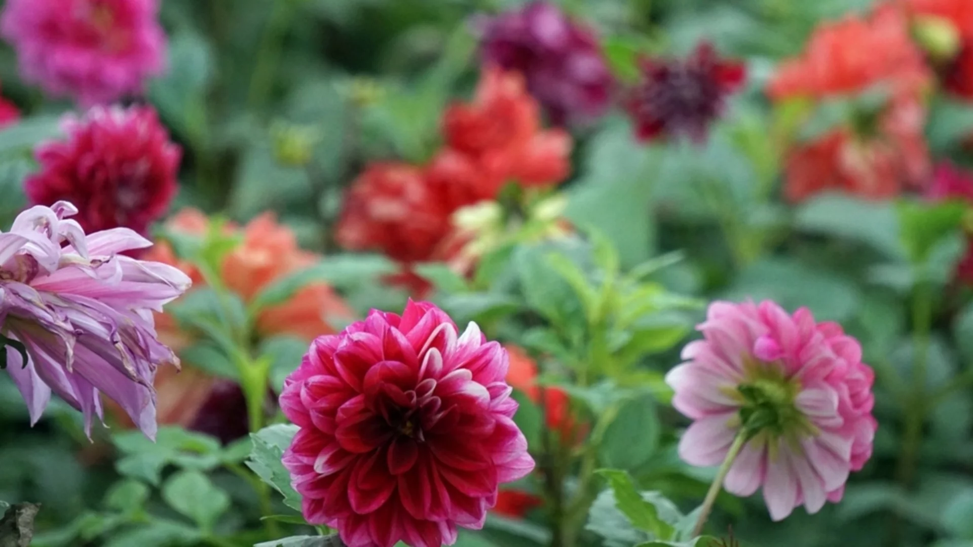 Как да запазите грудките на далиите живи през цялата зима  