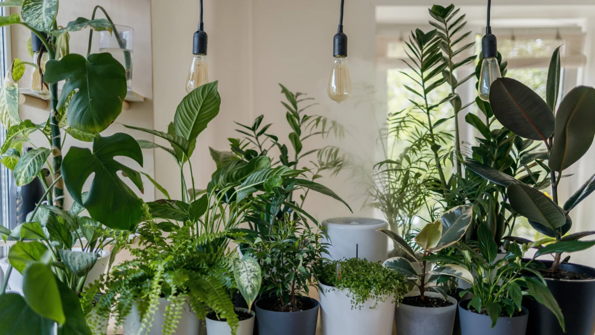 Тези растения пазят дома и привличат любов и благоденствие