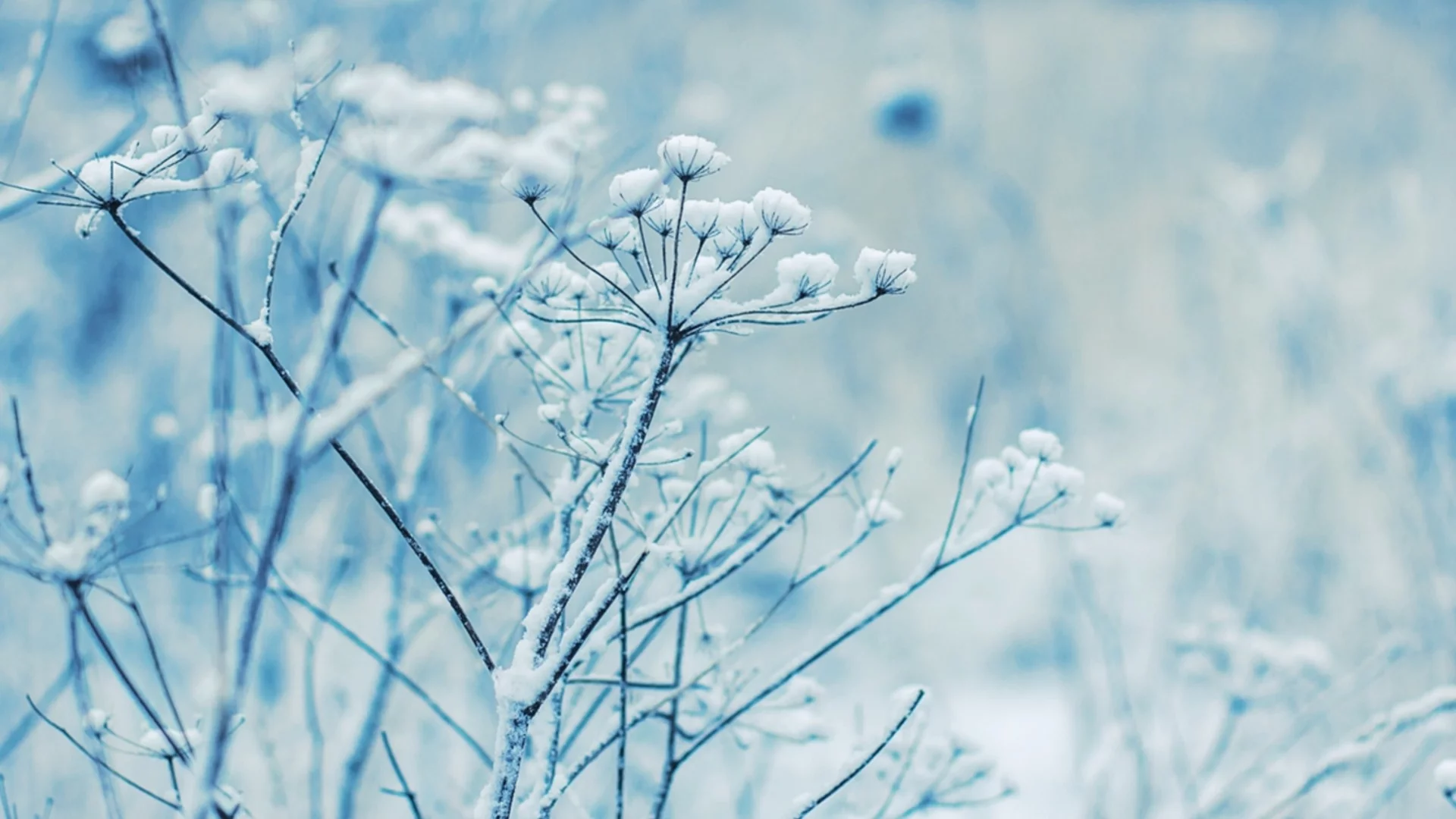 Растения, които трябва да мулчирате след първата силна слана 