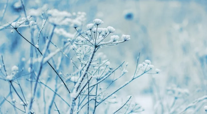 Растения, които трябва да мулчирате след първата силна слана 