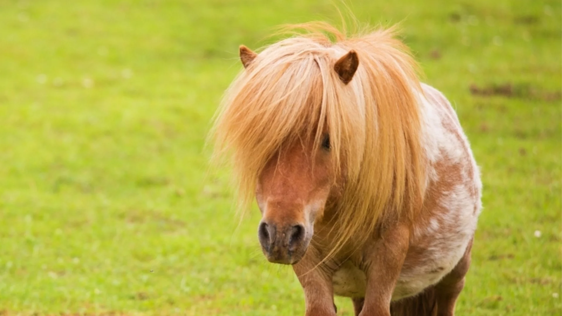 Сладък рекордьор на Гинес: Най-ниският кон в света получи признание (ВиДЕО)