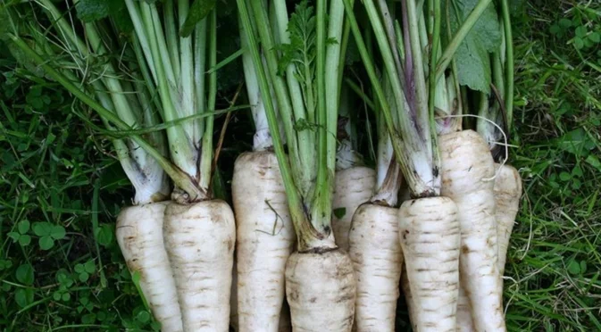 Кои култури могат да зимуват в градината и как да ги защитим през декември