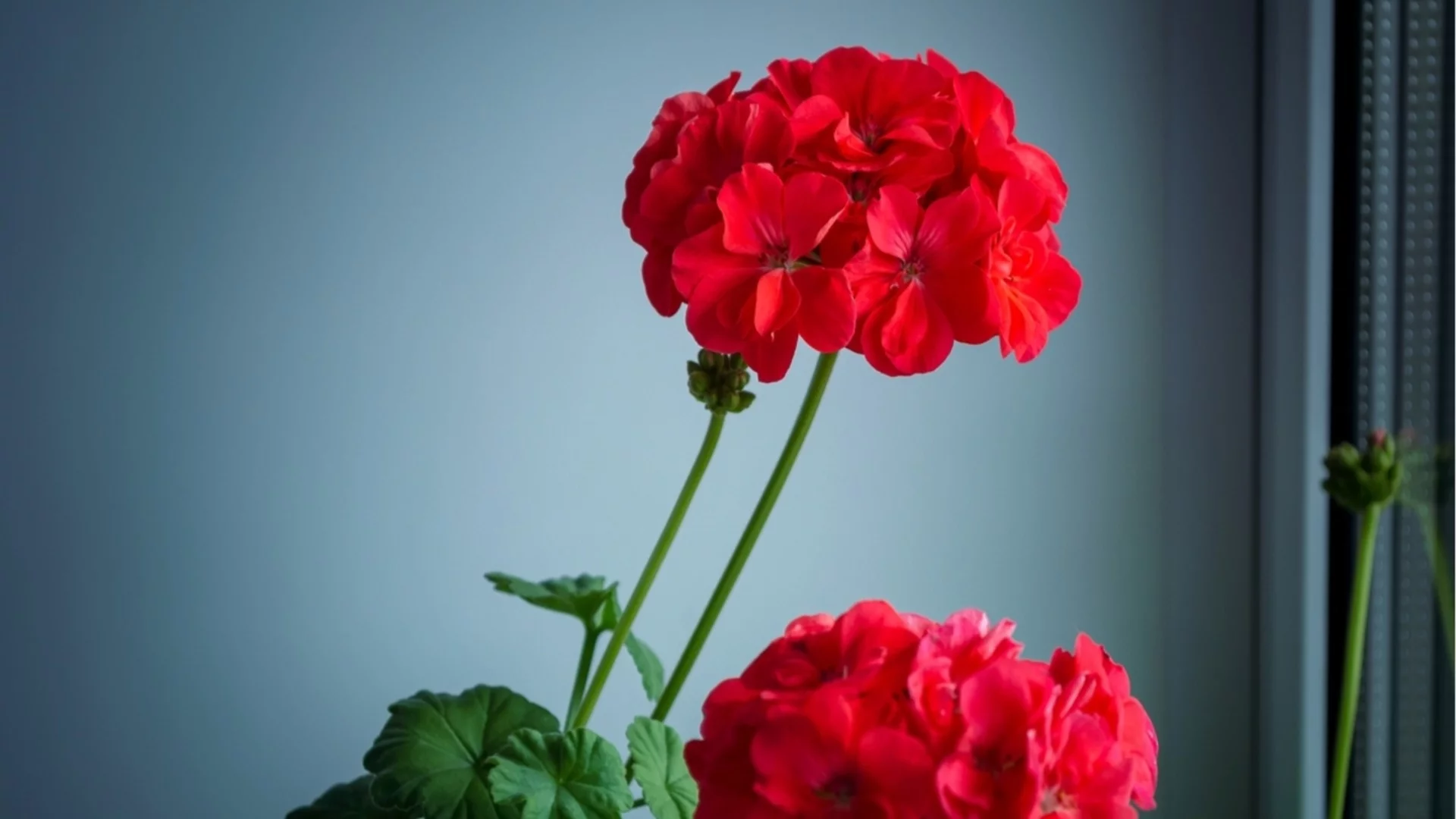 Ароматното растение, което вирее на закрито през зимата 