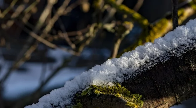 Колко често трябва да поливате черешата през зимата?
