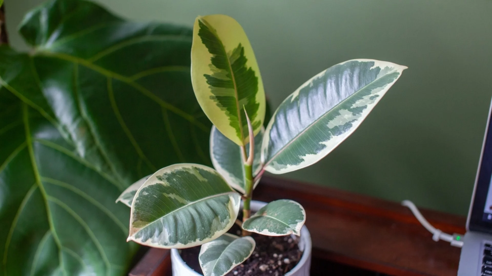 Колко вода е достатъчно за каучуково растение