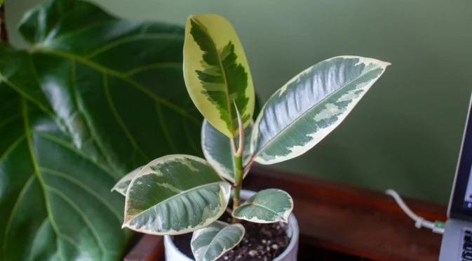 Колко вода е достатъчно за каучуково растение