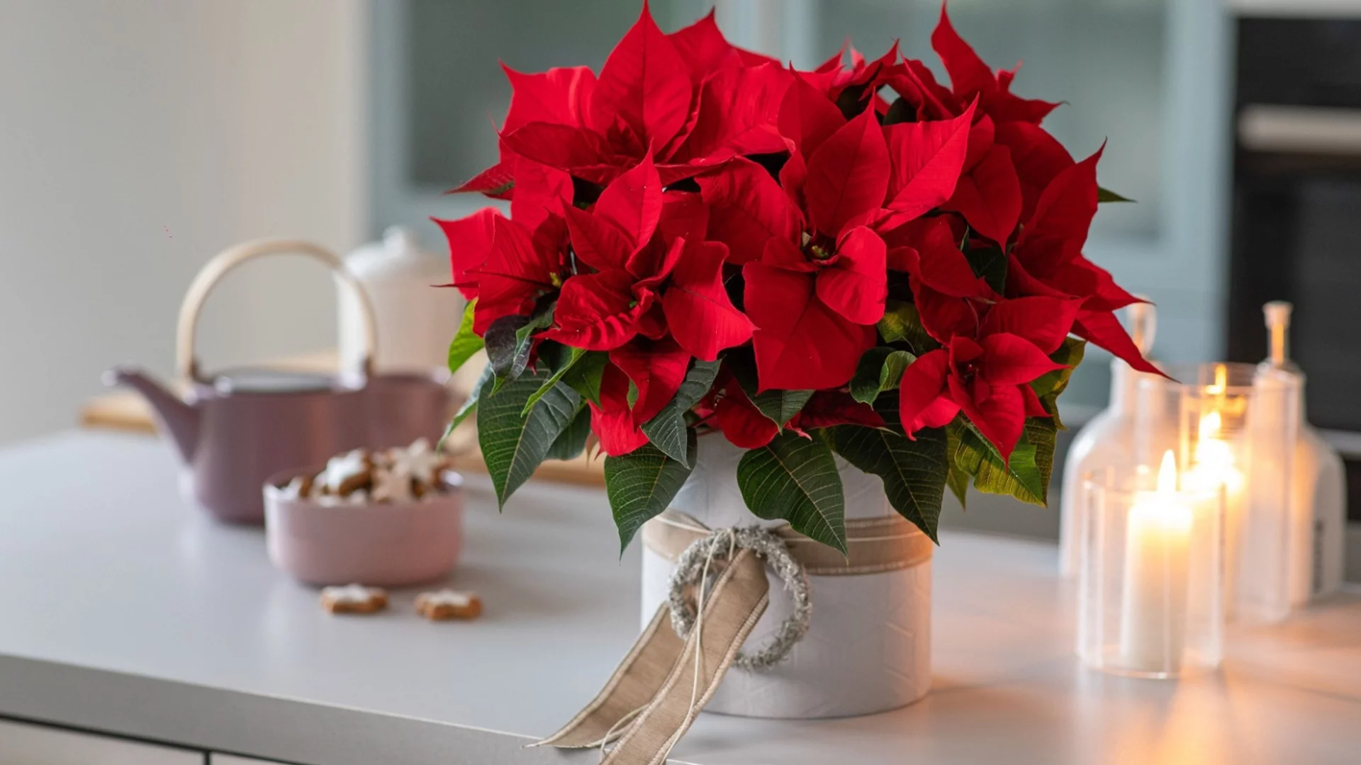 Как лесно да размножите коледни звезди от едно растение 