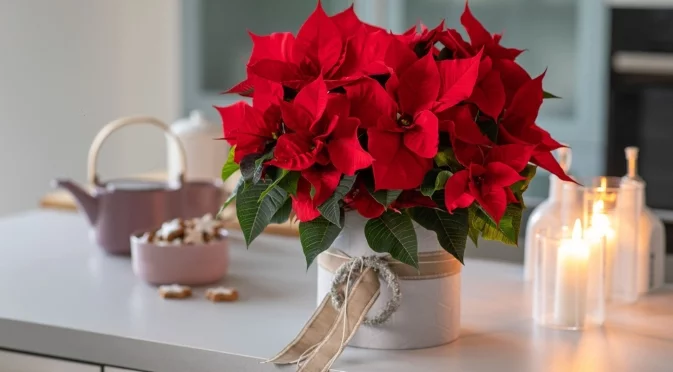 Как лесно да размножите коледни звезди от едно растение 