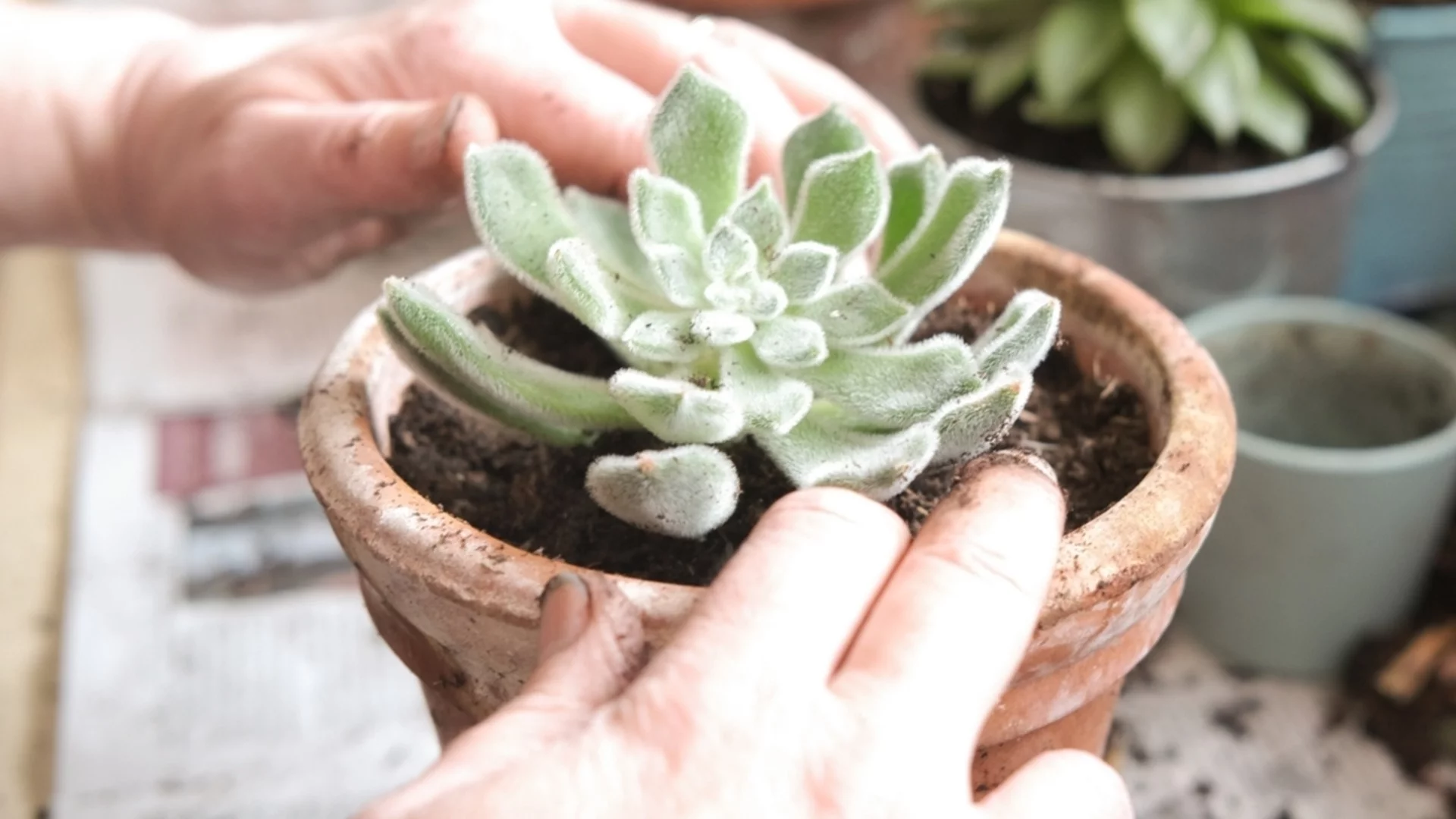 12 вида сукуленти, които да отглеждате според зодията си 