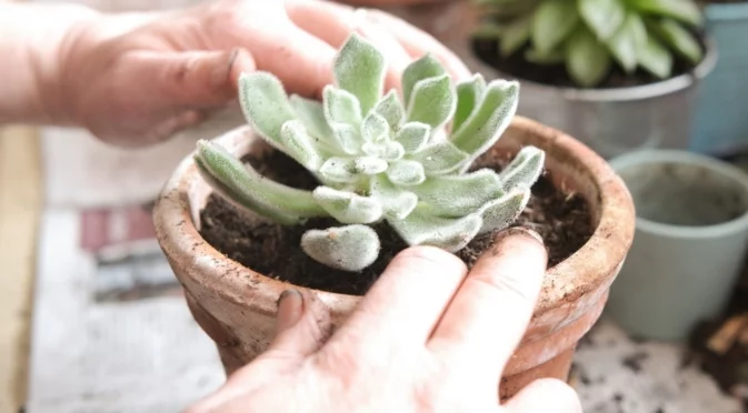 12 вида сукуленти, които да отглеждате според зодията си 