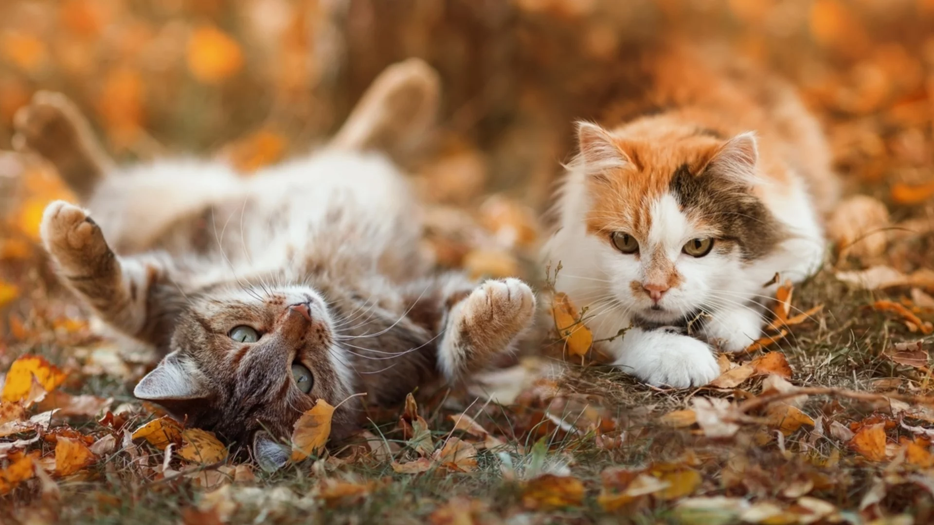 Били сме в заблуда: Учени пренаписаха историята на домашните котки