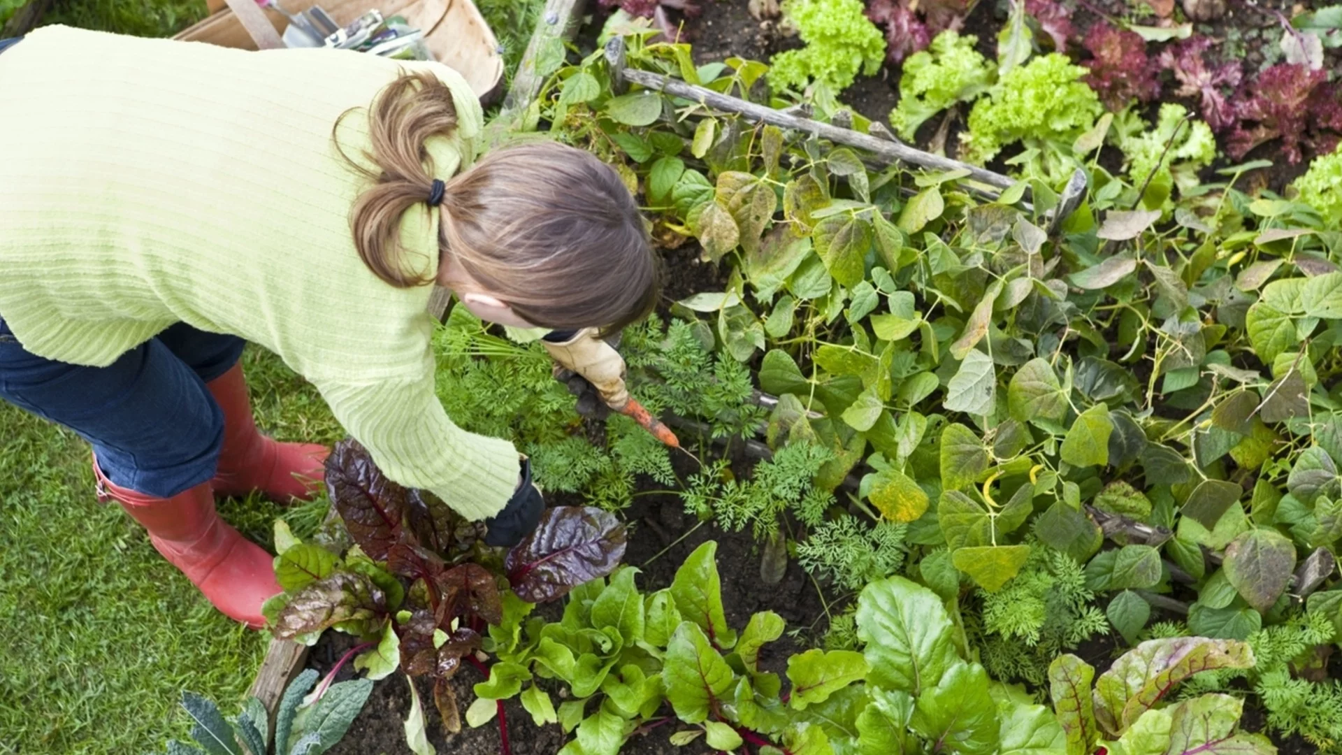 Трик с хартиени чашки за защита на разсада от студ и вредители