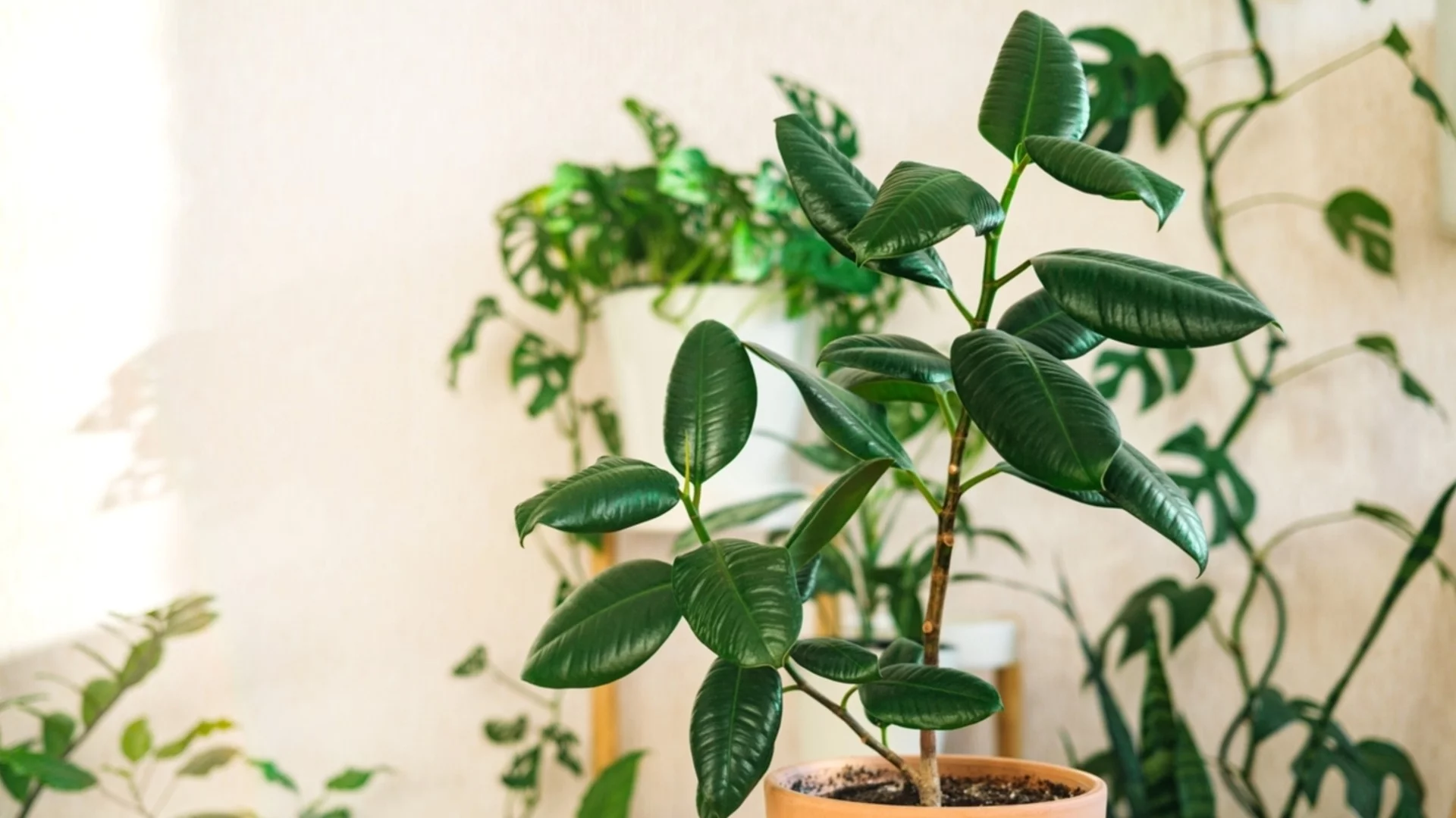 Ключова стъпка в грижата за стайните растения през зимата