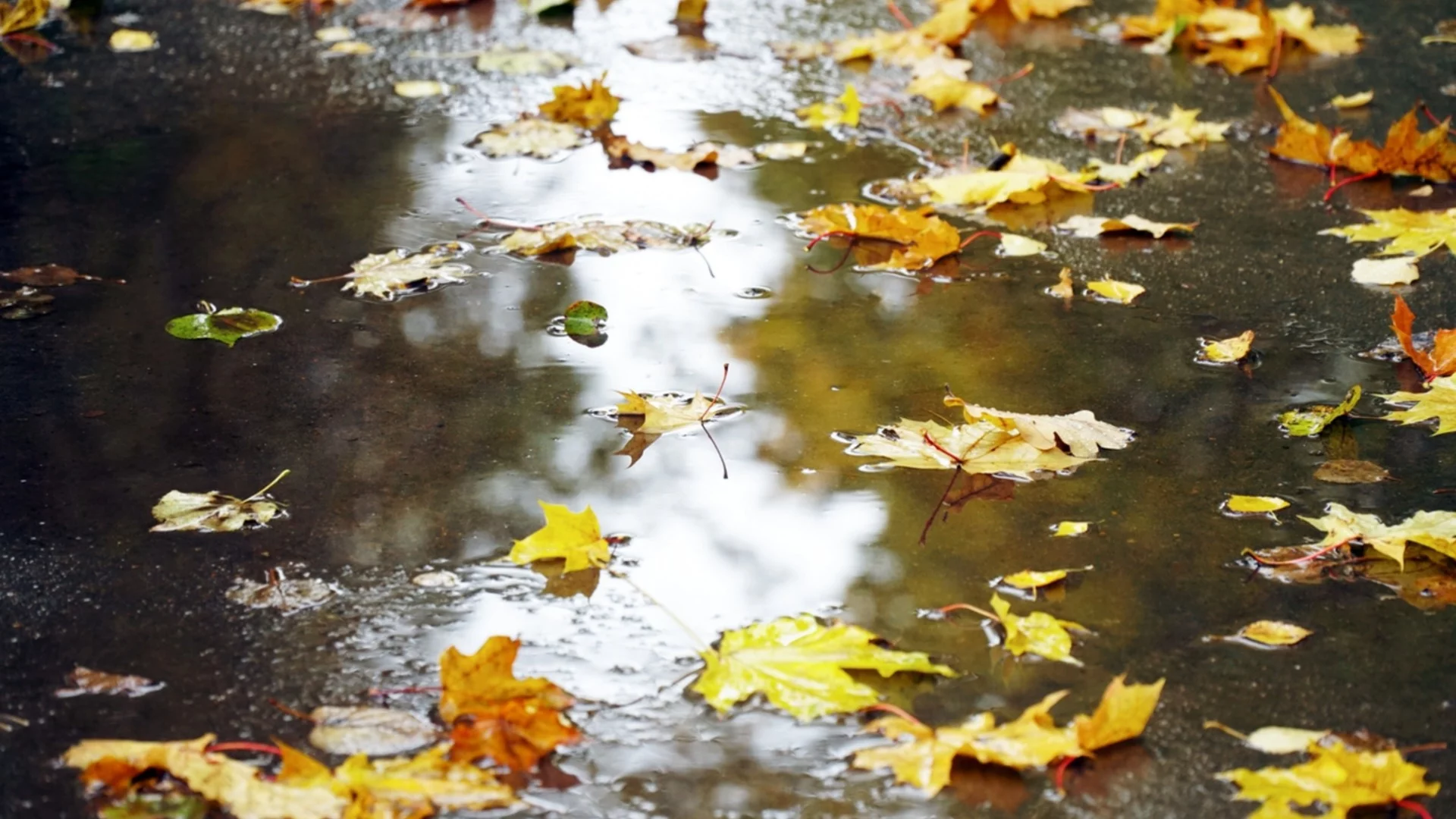 Кога ще има сняг? Проф. Рачев обеща да отговори следващата седмица