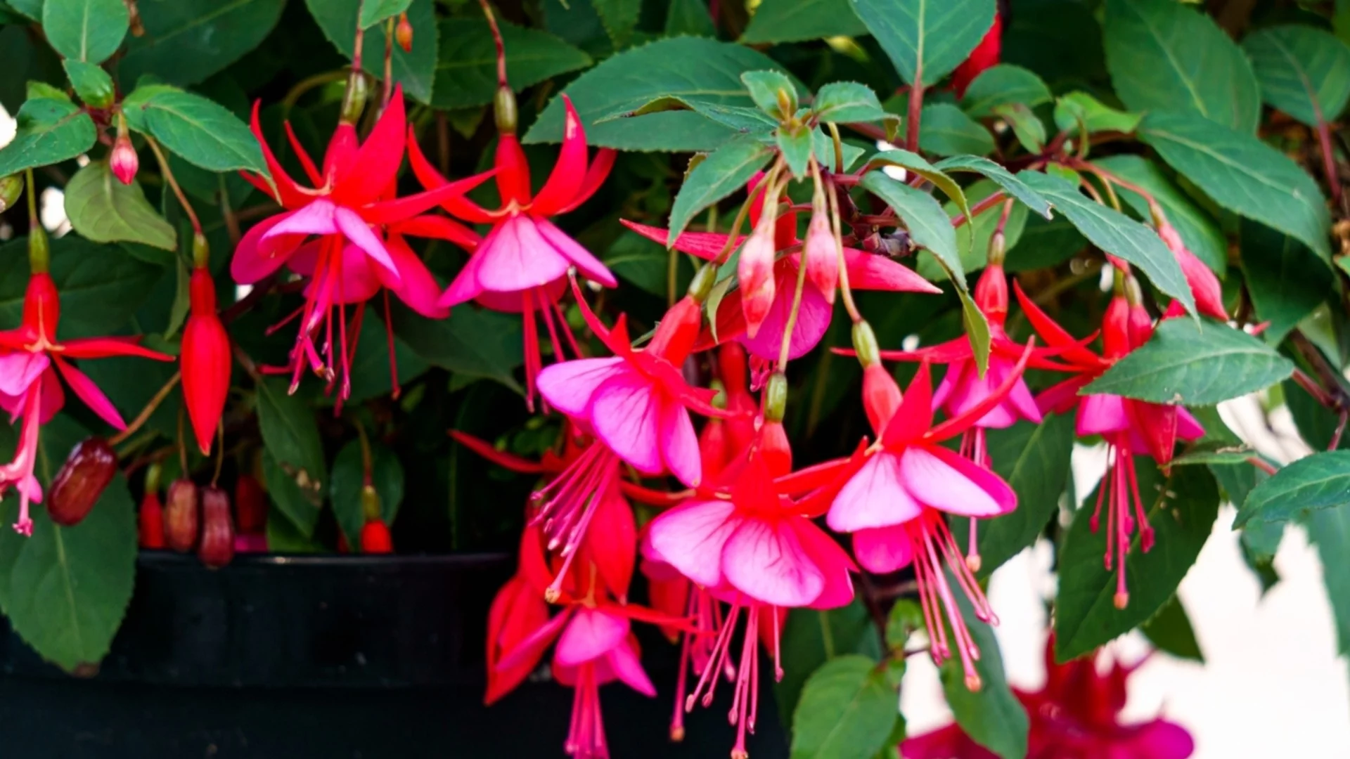 Трик с прищипване, който ще накара вашия коледен кактус цъфти като луд