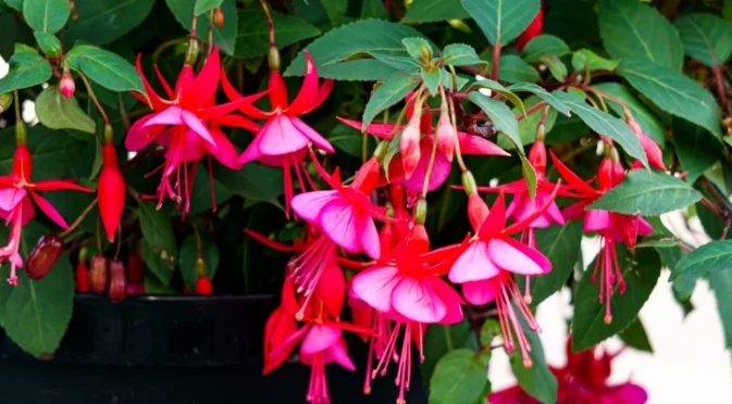 Трик с прищипване, който ще накара вашия коледен кактус цъфти като луд