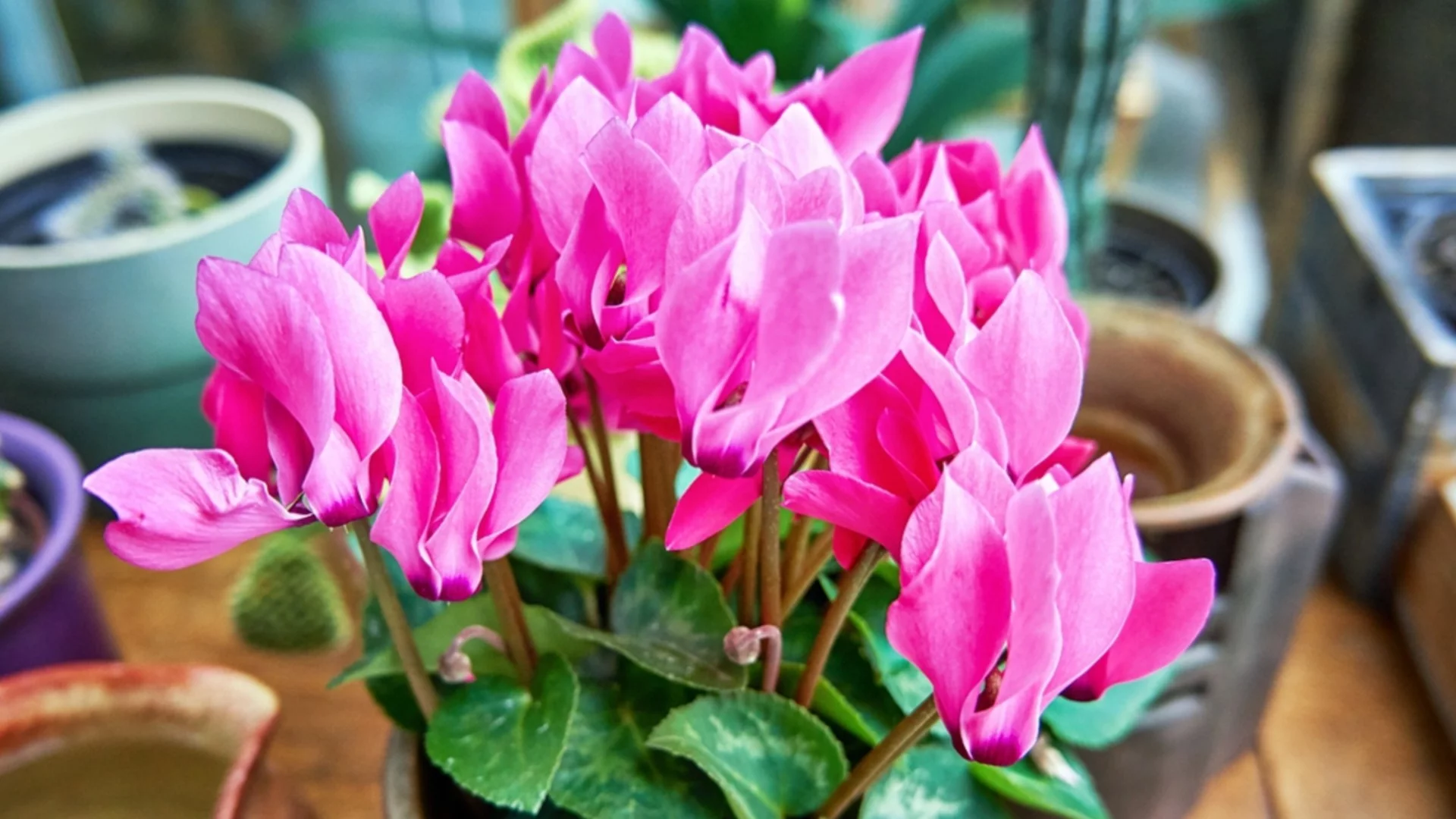 Защо цикламата ви внезапно увисва?