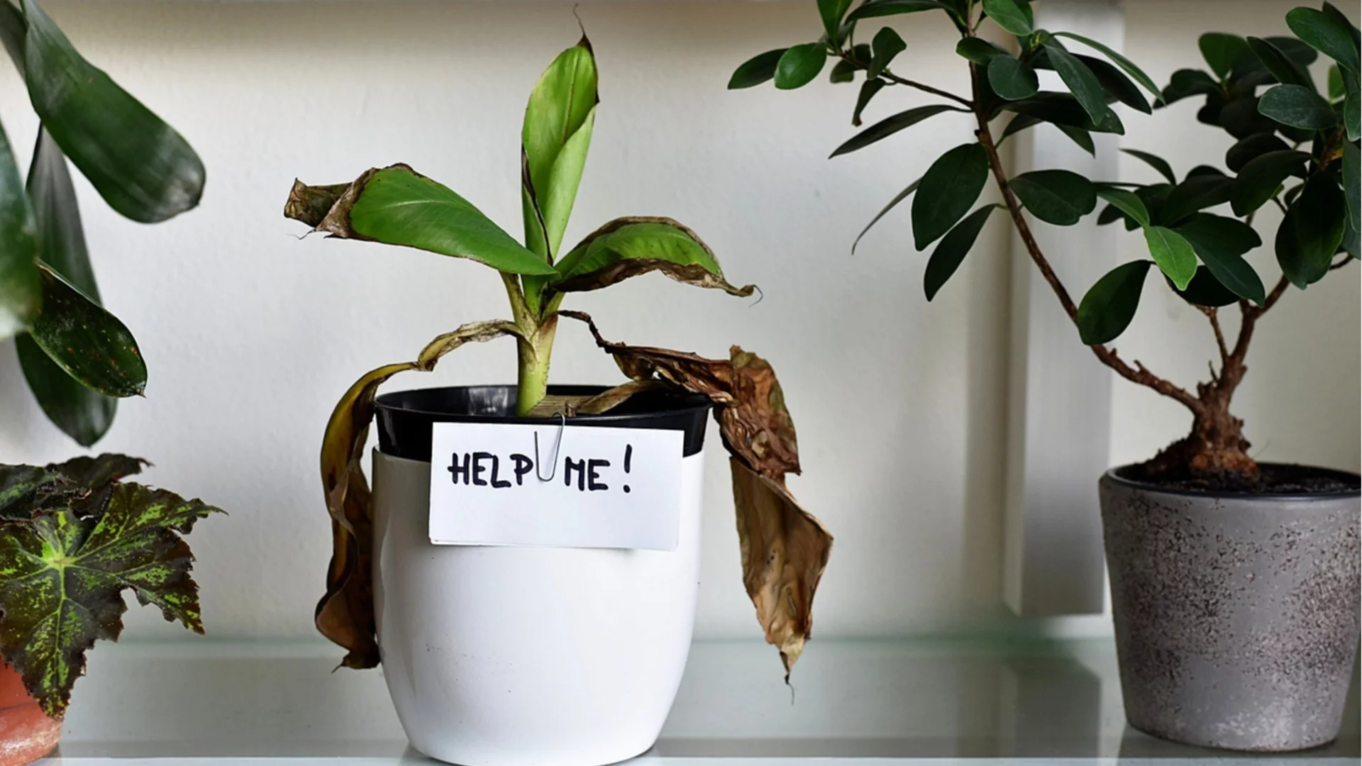 Причини, поради които листата на стайните ви растения пожълтяват – и как да гo предотвратите