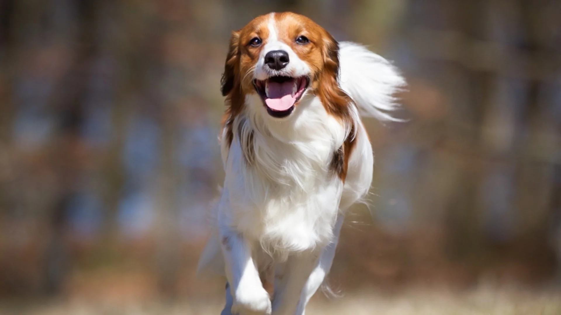 Първи отрицателни температури. Времето през уикенда 29-30 ноември 2025 г. 