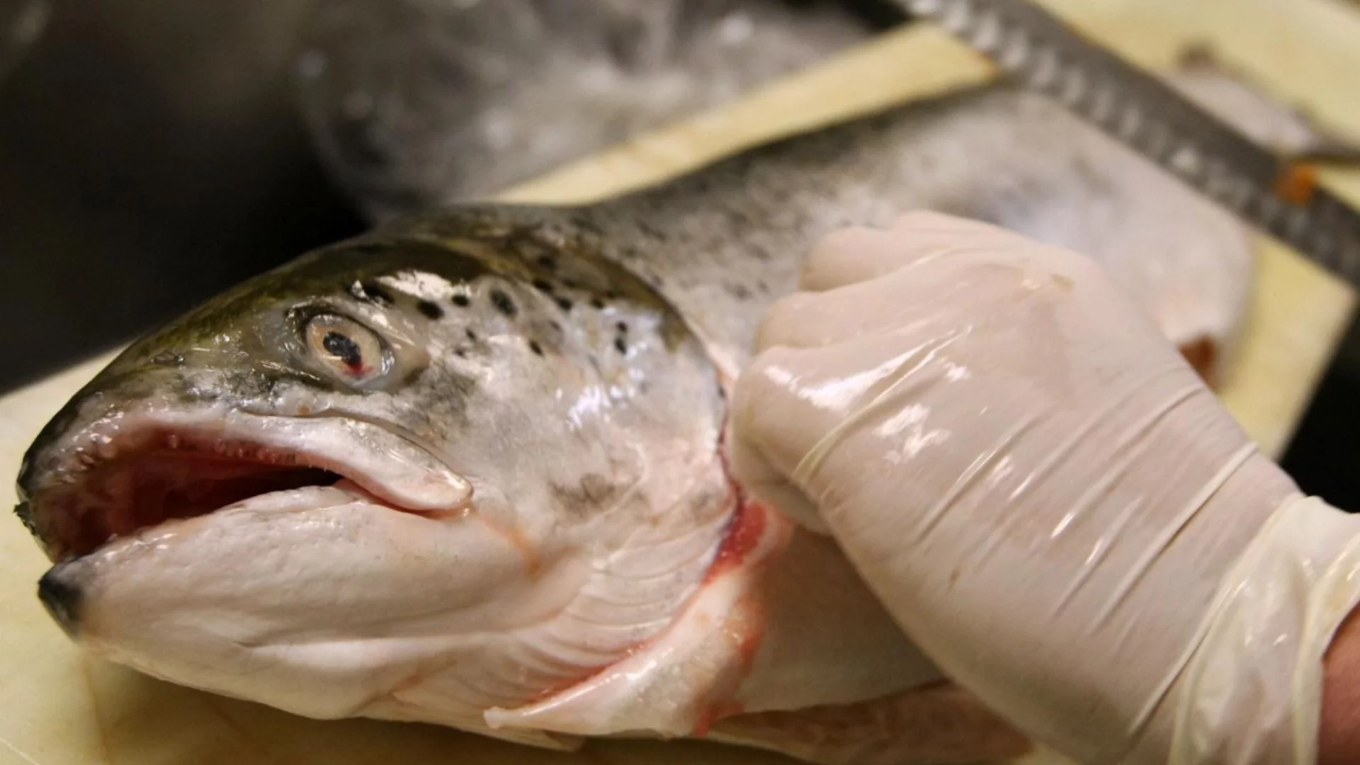 ООН предупреди за заплаха за рибните запаси в Средиземно и Черно море