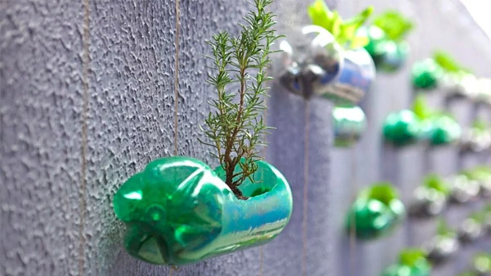 Трик с пластмасови бутилки за пазене на младите растения от вятър и вредители