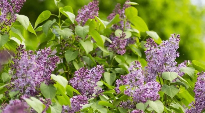 Грижа за люляка преди зимата: Направете това точно сега, за да цъфти пищно през пролетта