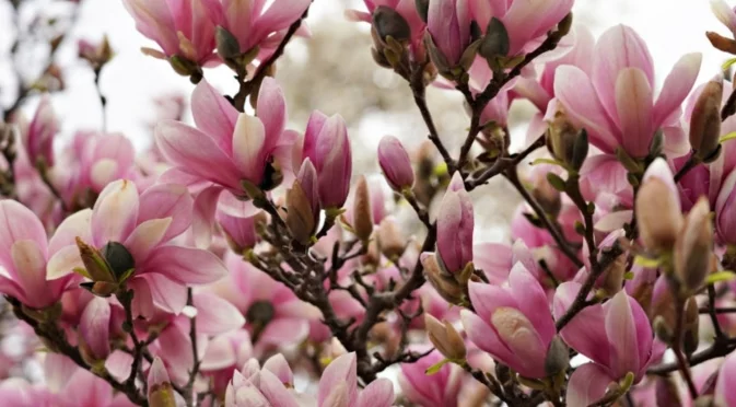 Как да защитим магнолията през зимата? Покриването и оформянето на могили ще им помогне, но ето какво още!