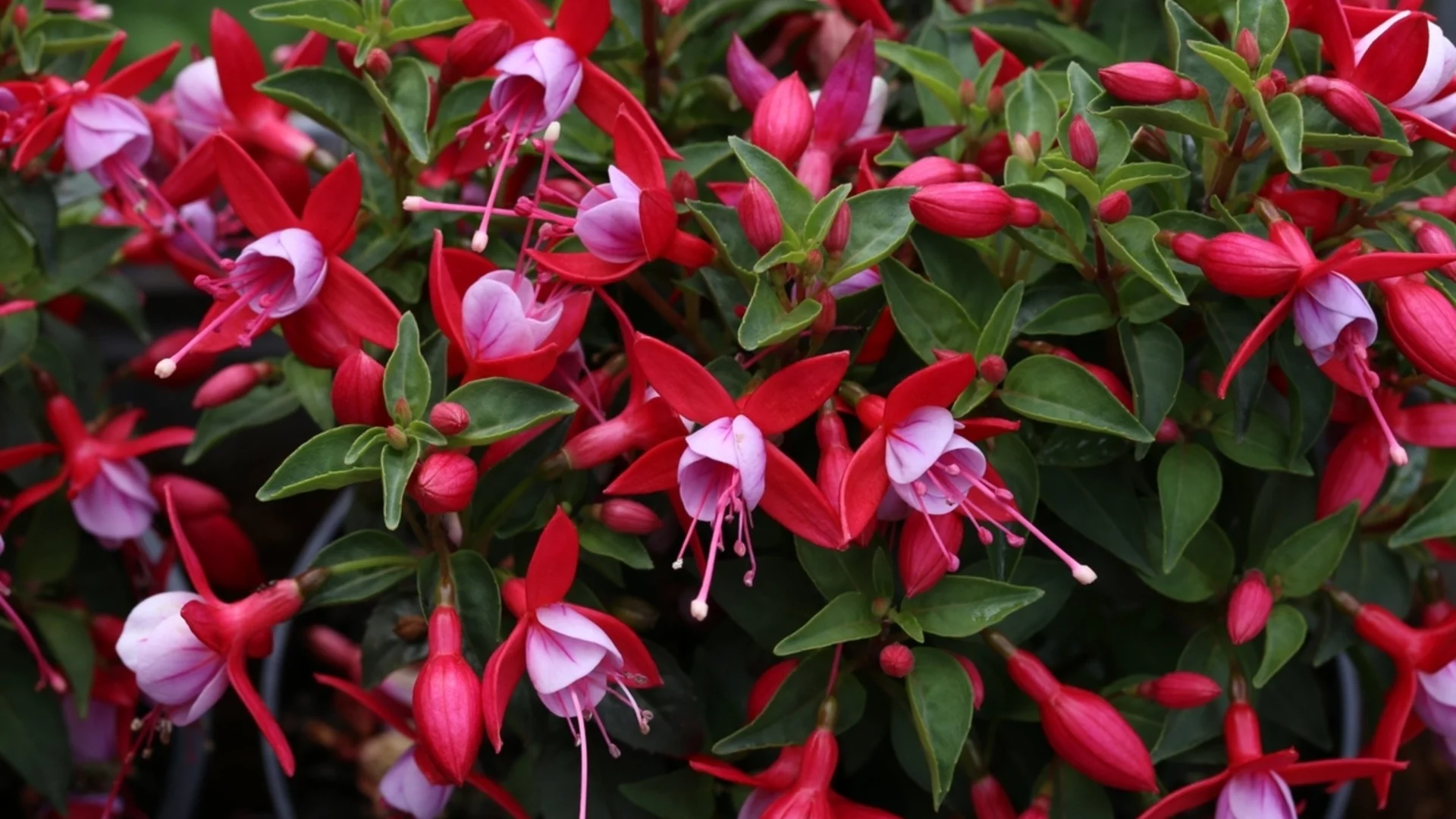 Колко често трябва да поливаме коледения кактус