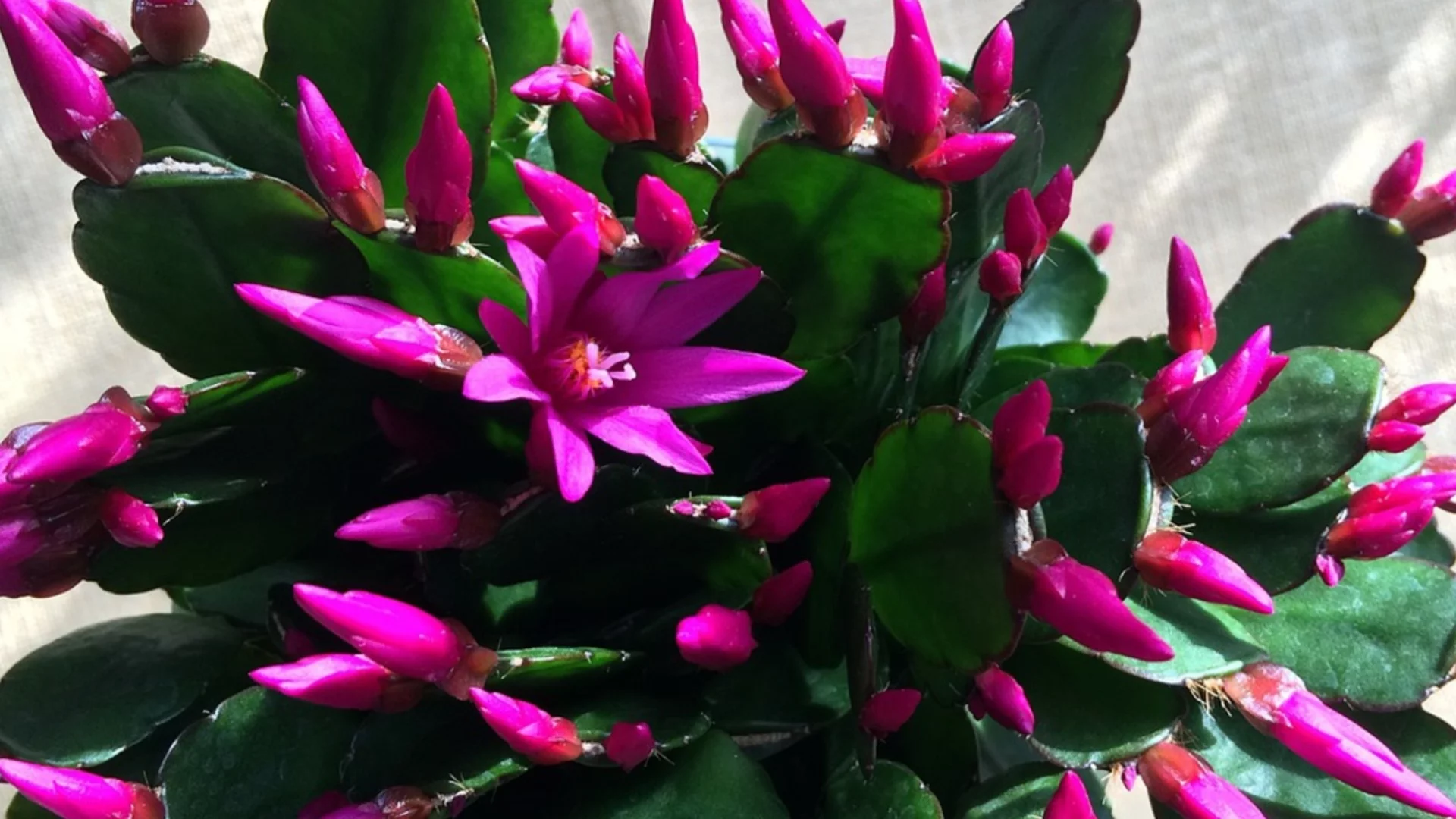 Тайната на пищния цъфтеж на декабриста: Кога и как да го поливате