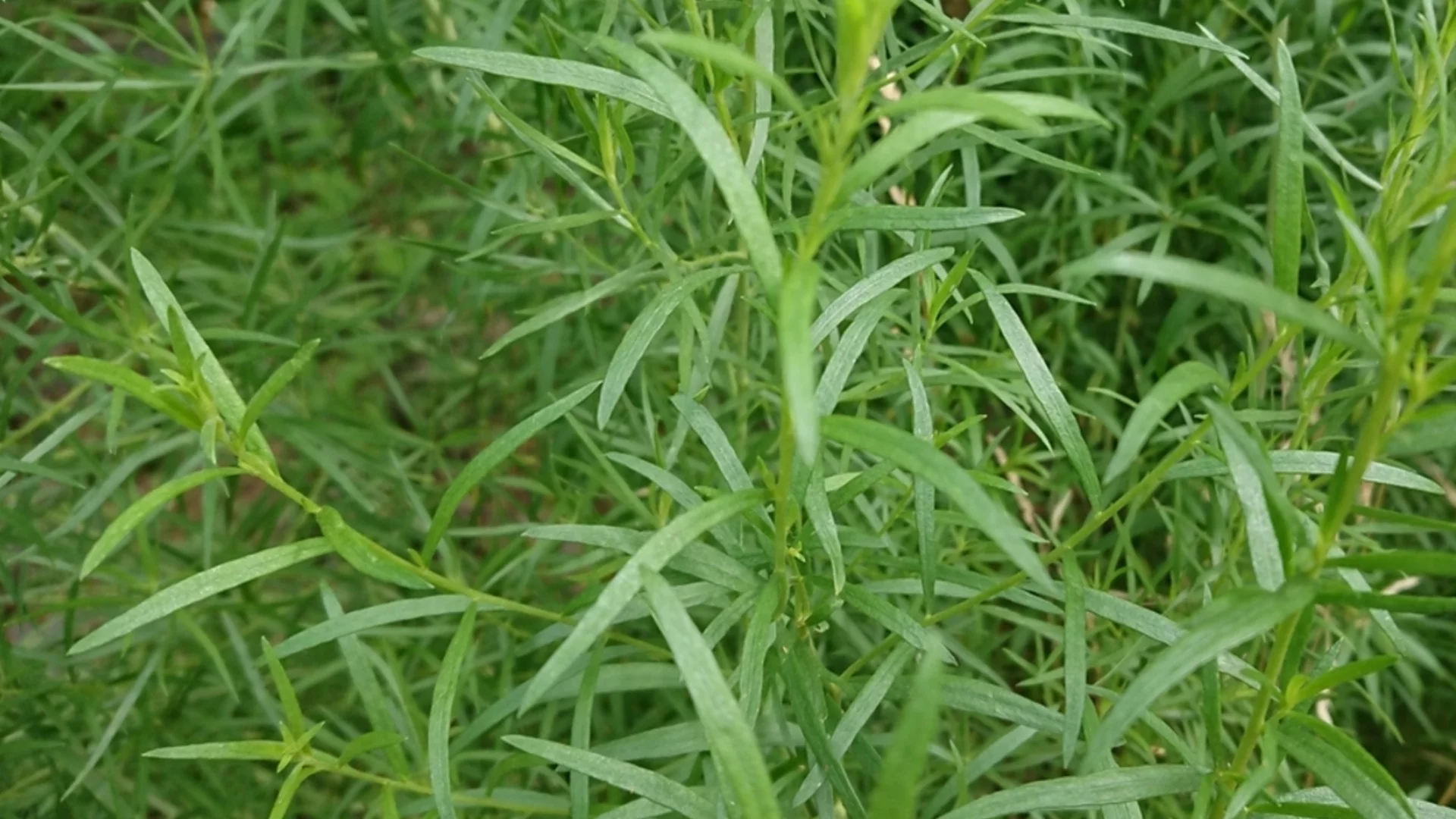 Билката, която можете да размножавате през зимата и да засадите до пролетта 