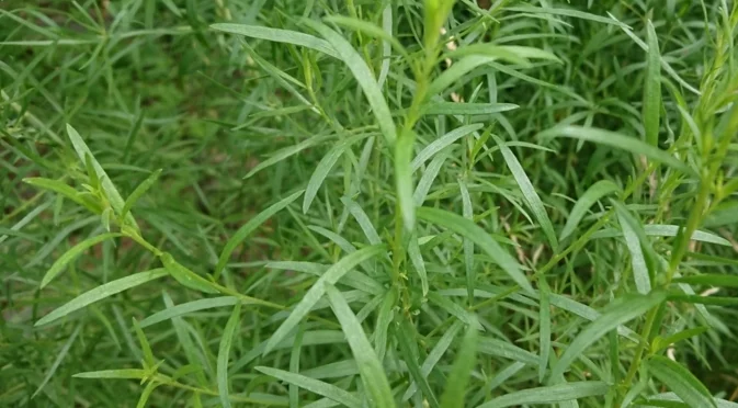 Билката, която можете да размножавате през зимата и да засадите до пролетта 