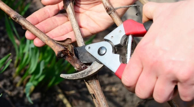 Не пропускайте да подрежете тези дървета и растения през декември 