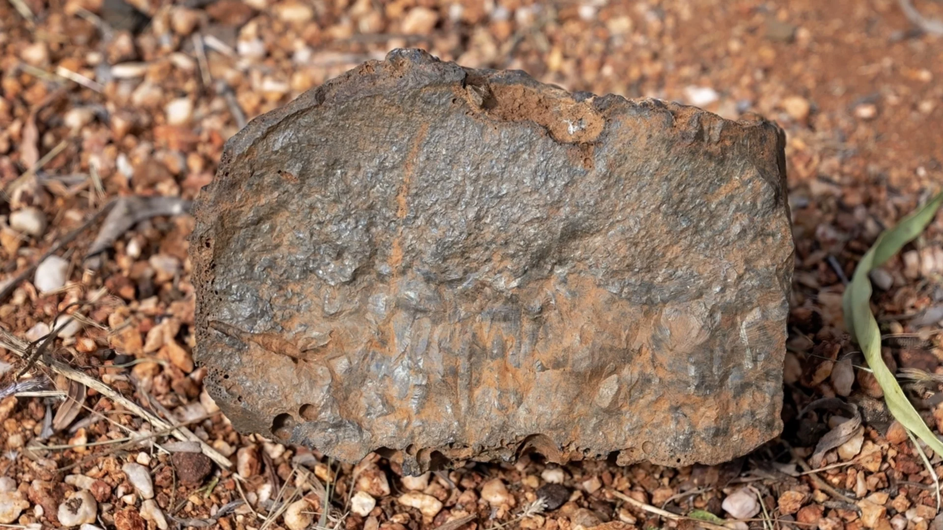 Мъж пазел камък с години, надявайки се да е злато. Оказал се много по-ценен (ВИДЕО)