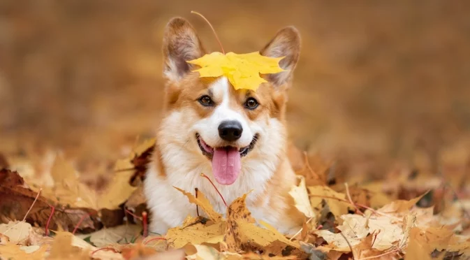 Прогноза за времето - 29 ноември 2025 г. (събота)