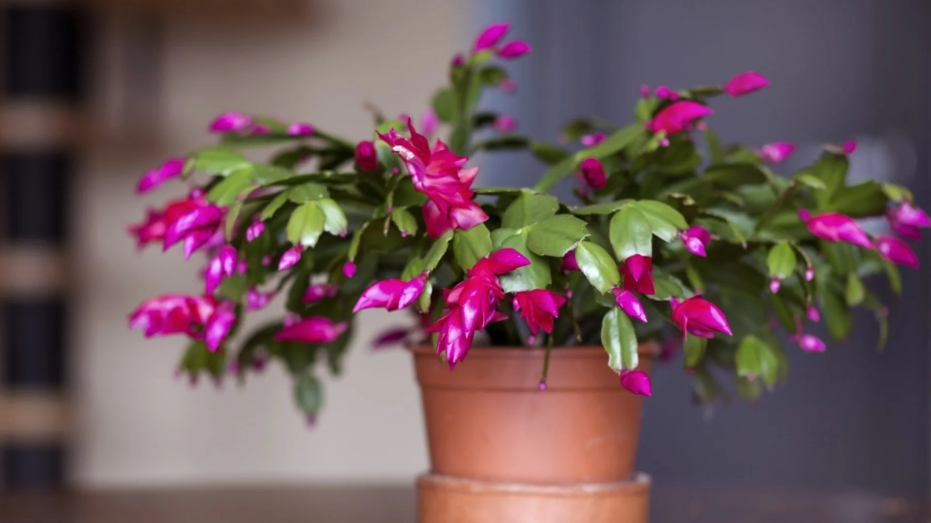 Съвети и трикове, с които ще осигурите цъфтеж на вашия коледен кактус