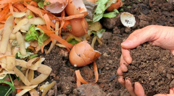 Никога не компостирайте растенията си, ако има този специфичен проблем